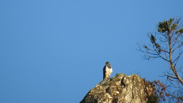 Black-chested Buzzard-Eagle - ML615832494