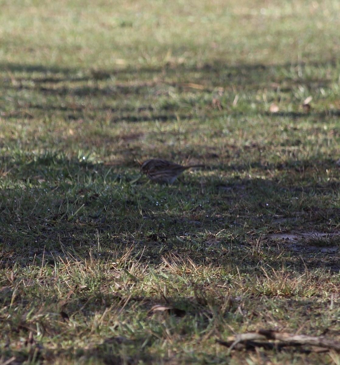 Song Sparrow - ML615832516