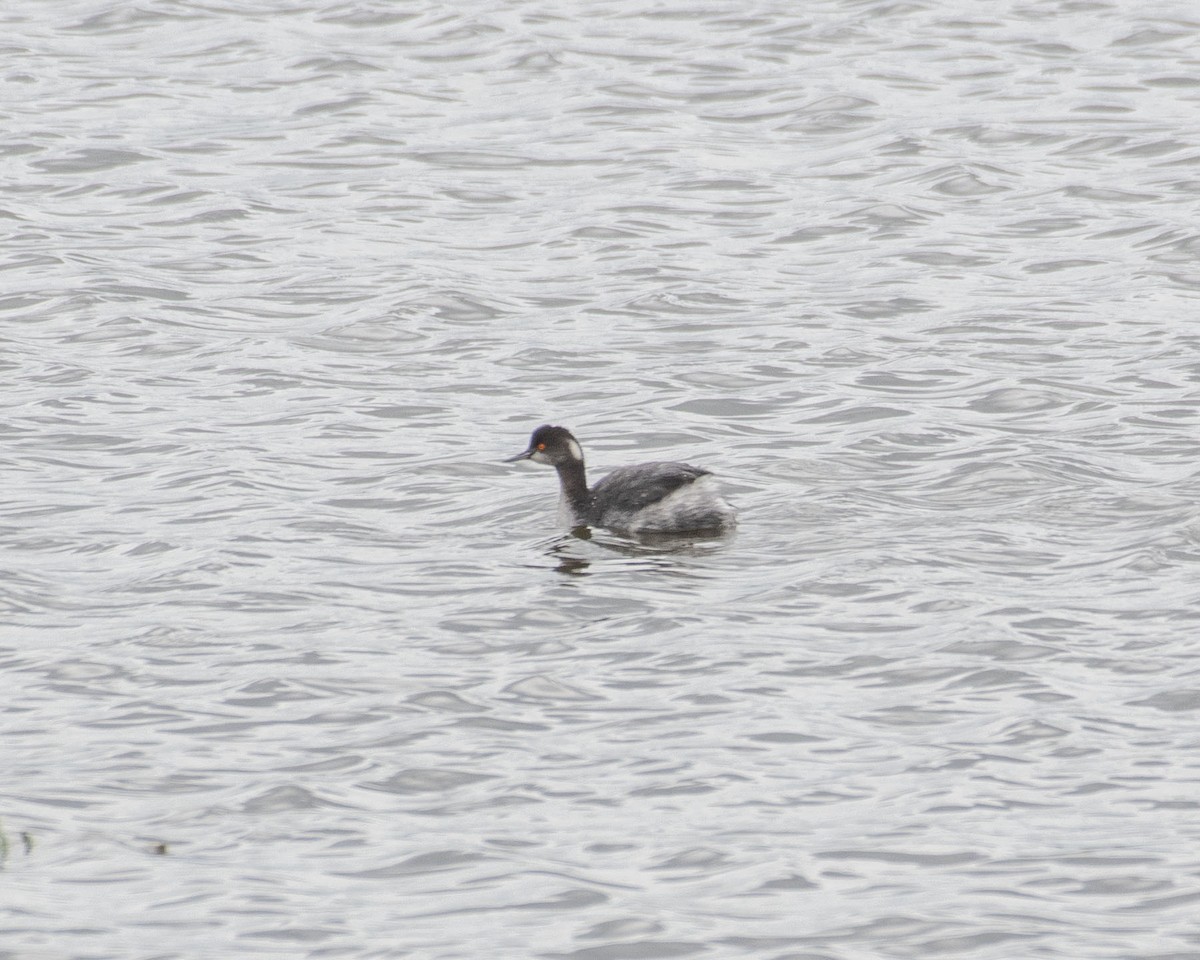 Eared Grebe - ML615832544