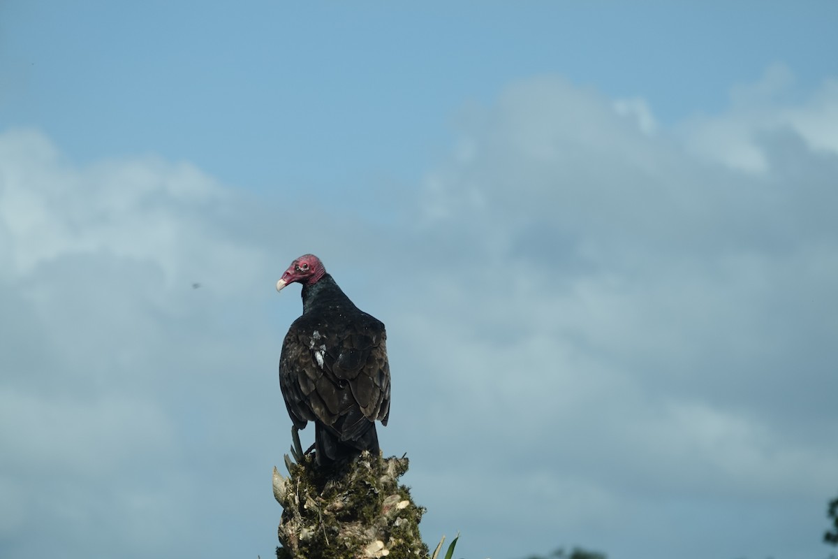 Turkey Vulture - Piper Weldy