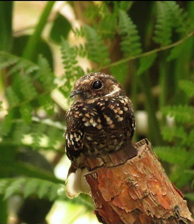 Band-winged Nightjar - ML615832573
