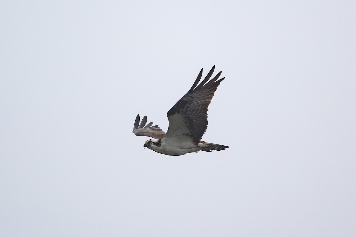 Osprey - ML615832588