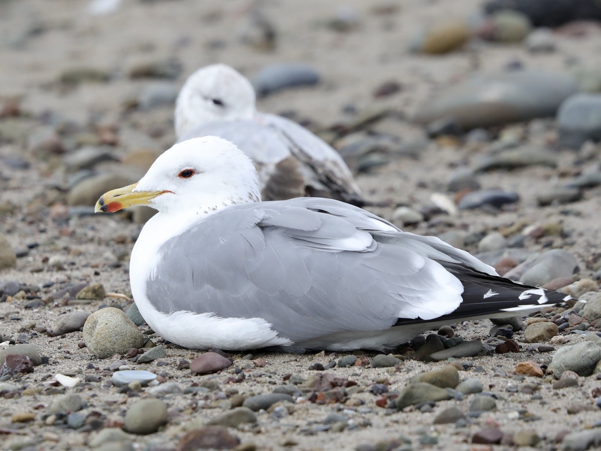 California Gull - David Wittrock