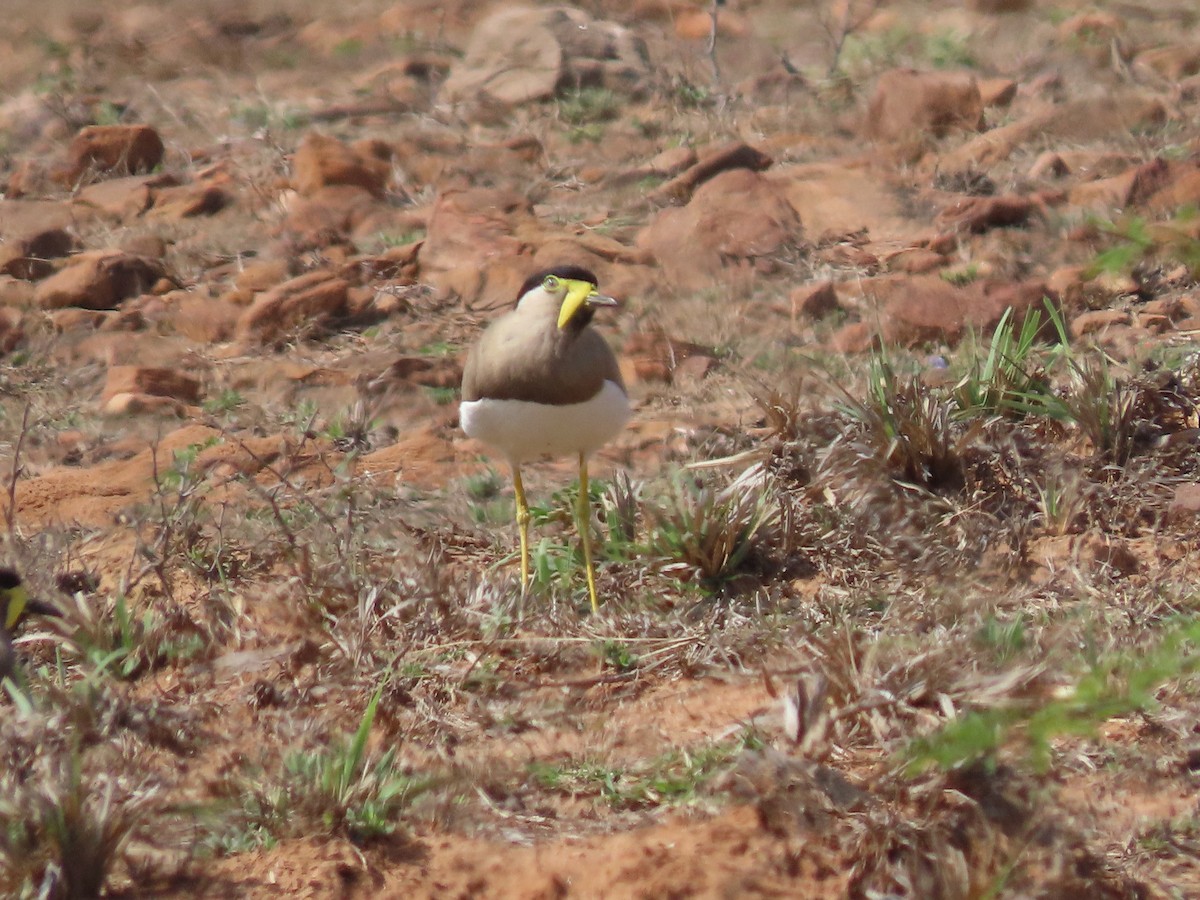 Yellow-wattled Lapwing - ML615832619