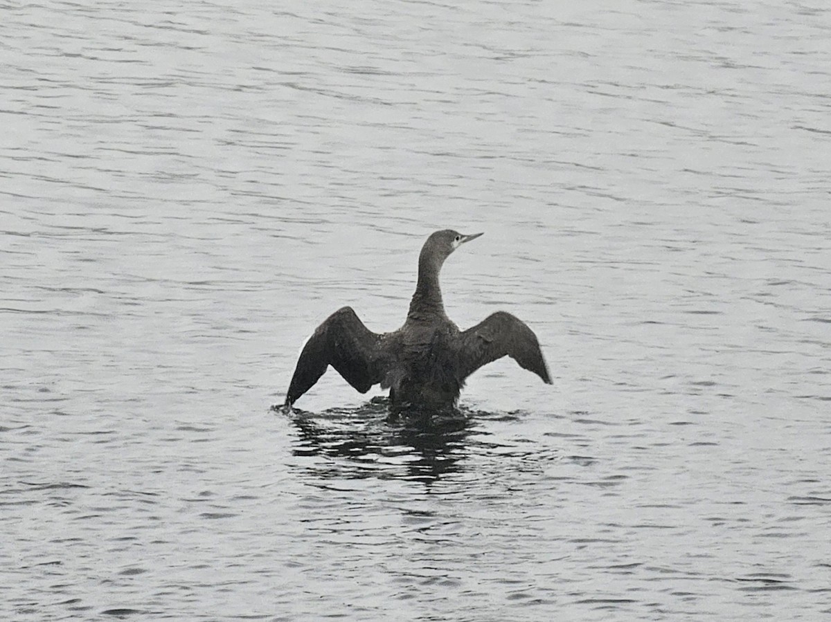 Red-throated Loon - ML615832628