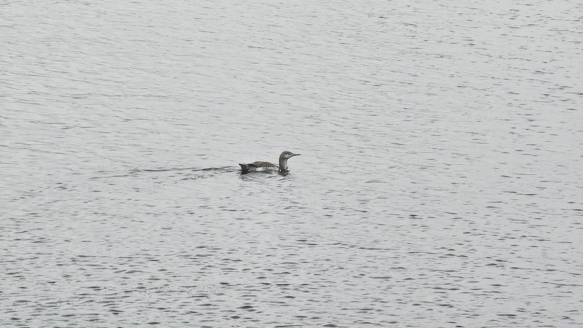 Red-throated Loon - ML615832629