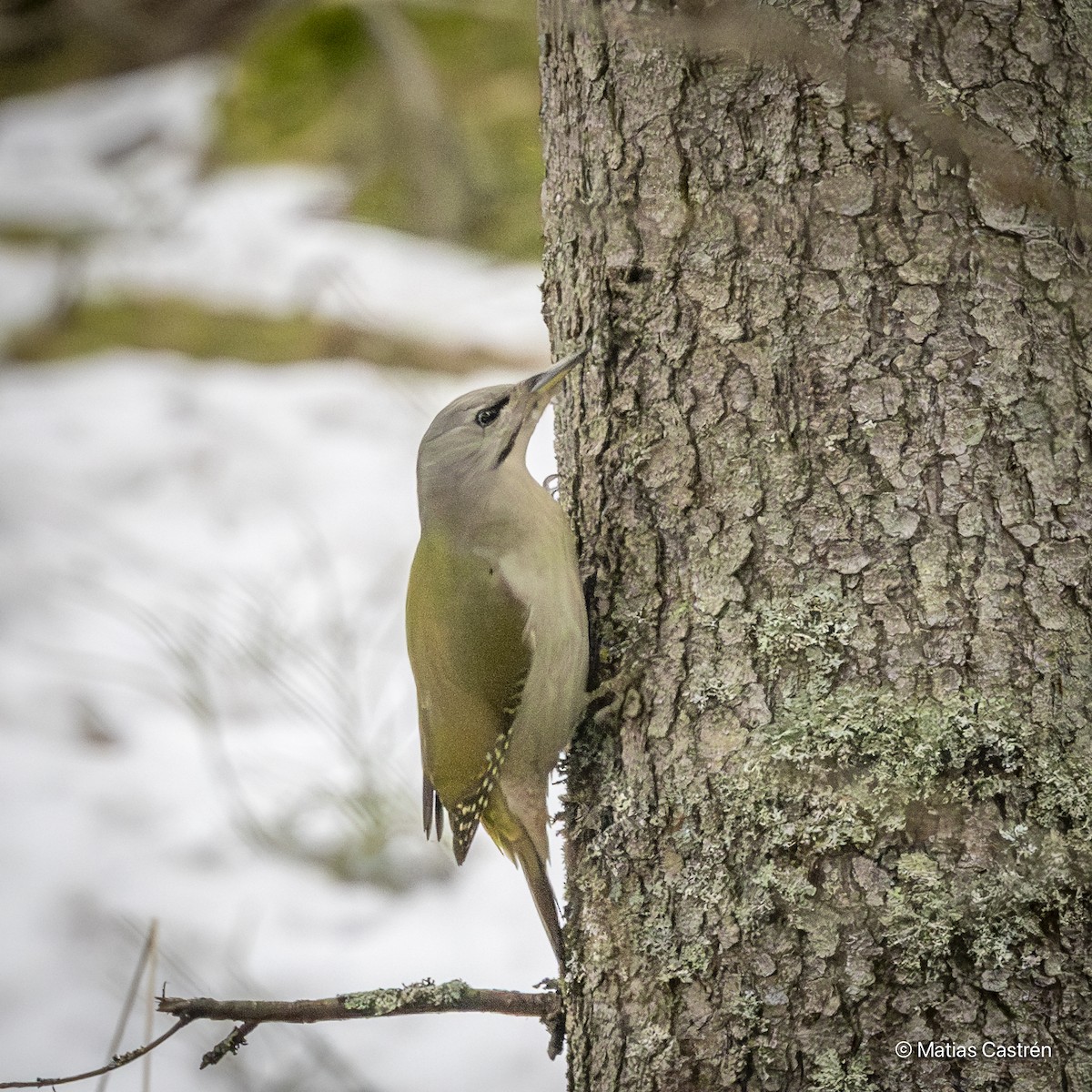 Gray-headed Woodpecker - ML615832645