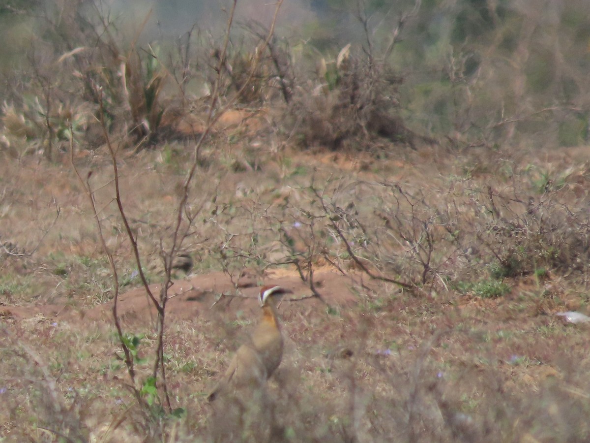 Indian Courser - ML615832659