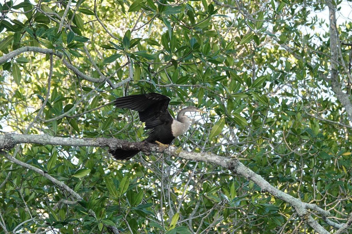 Amerika-Schlangenhalsvogel - ML615832664