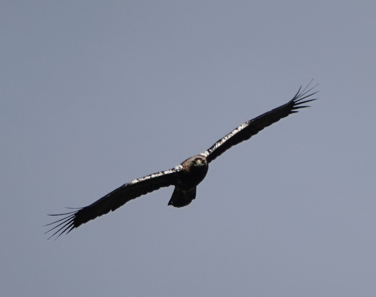 Spanish Eagle - Martin Kelsey