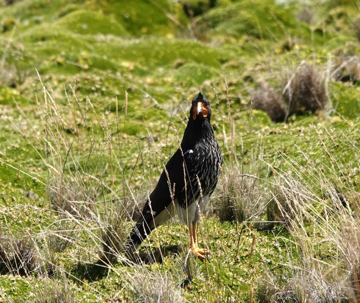 Carunculated Caracara - Nancy Edmondson