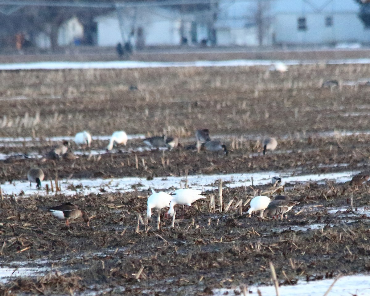 Greater White-fronted Goose - ML615832673