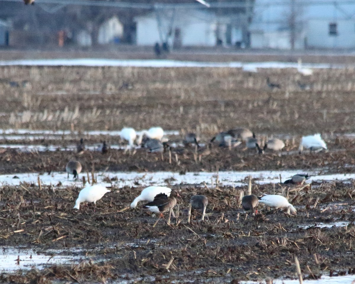 Greater White-fronted Goose - ML615832677