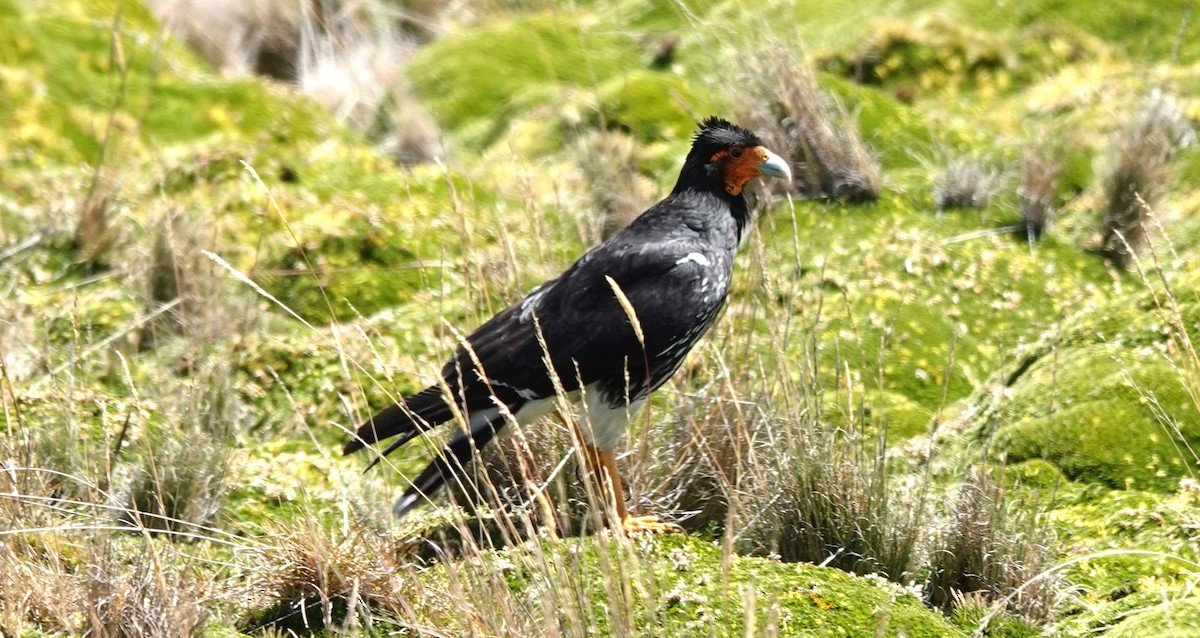 Carunculated Caracara - Nancy Edmondson