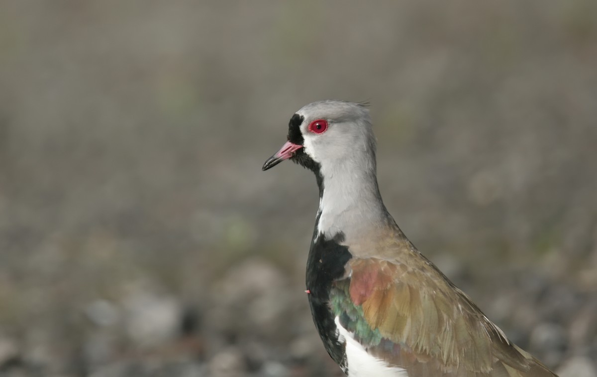 Southern Lapwing - ML615832701