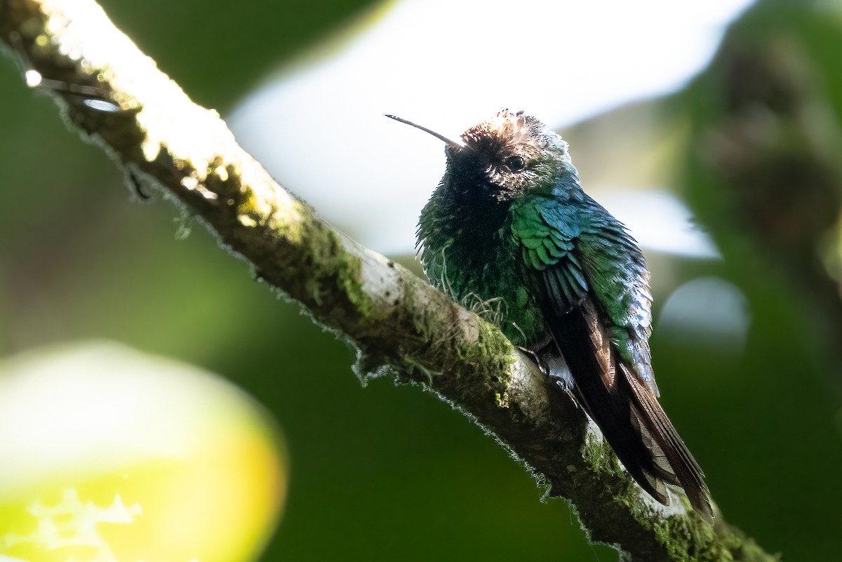Violet-capped Hummingbird - ML615832750