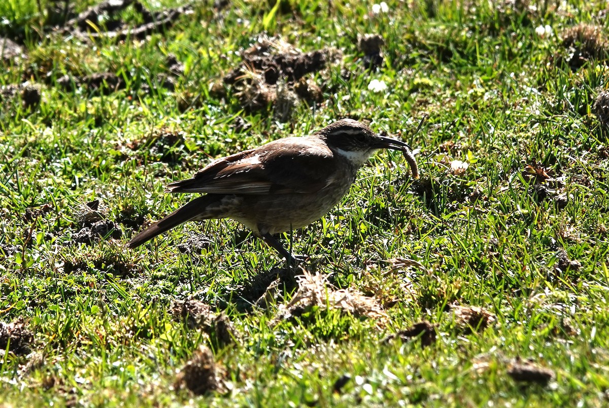 Stout-billed Cinclodes - Nancy Edmondson