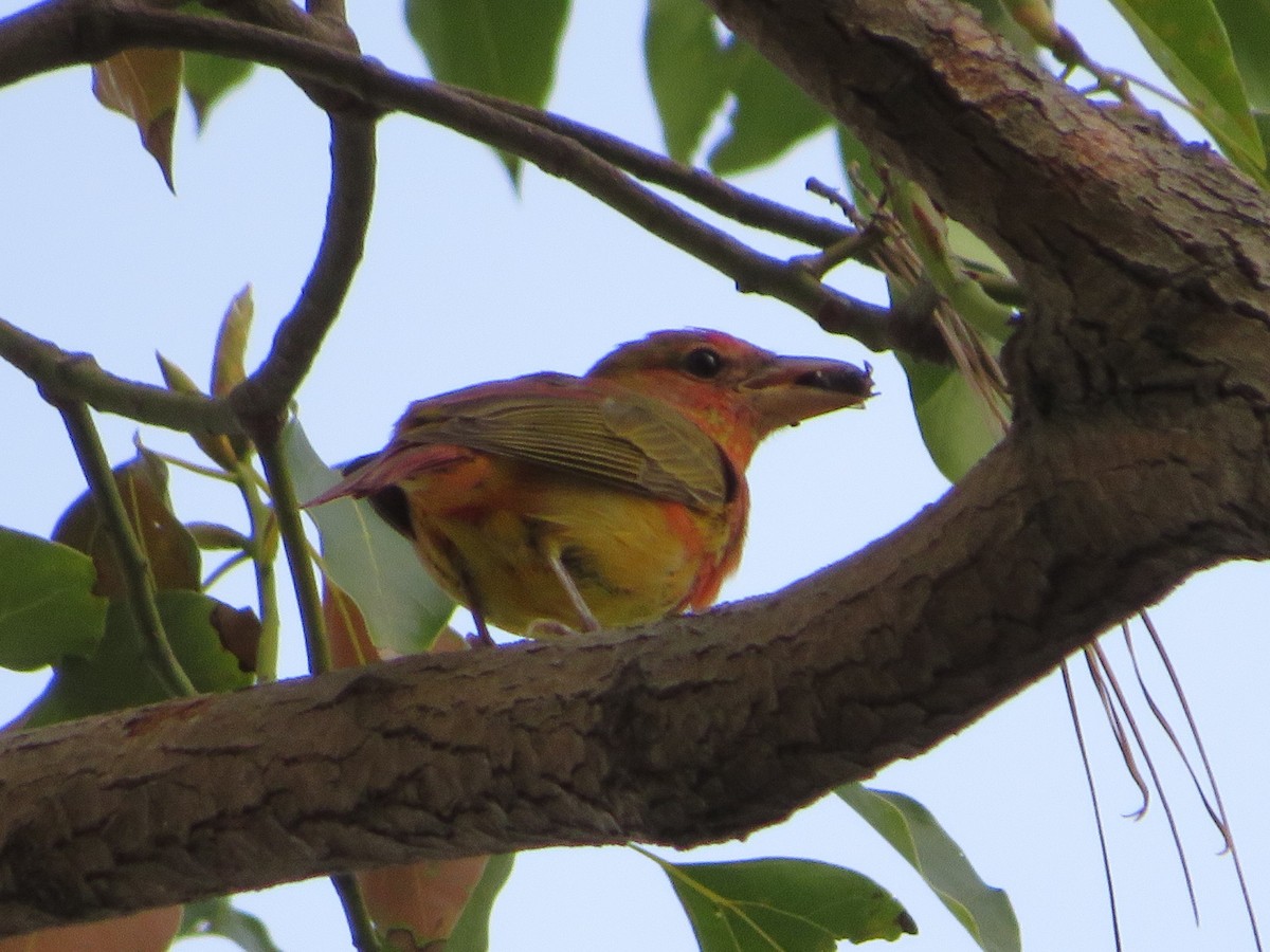 Summer Tanager - Thomas Lopez