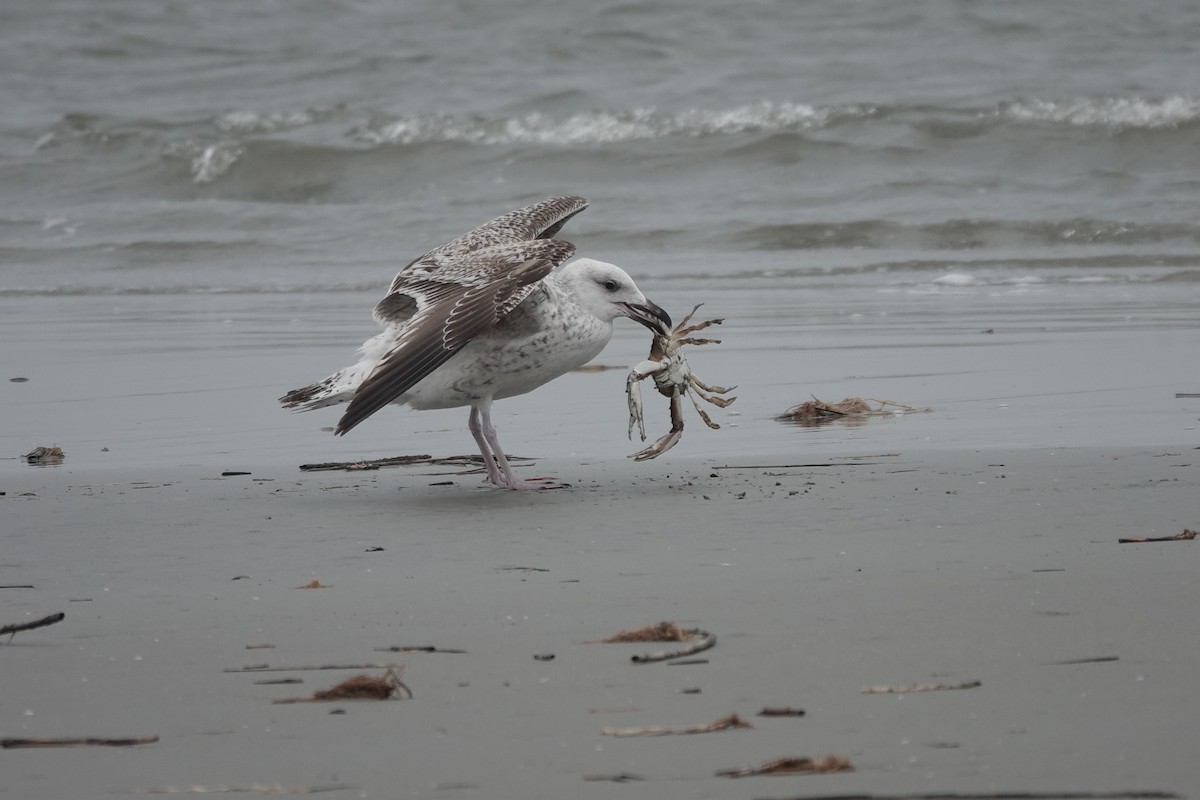 Great Black-backed Gull - ML615832812