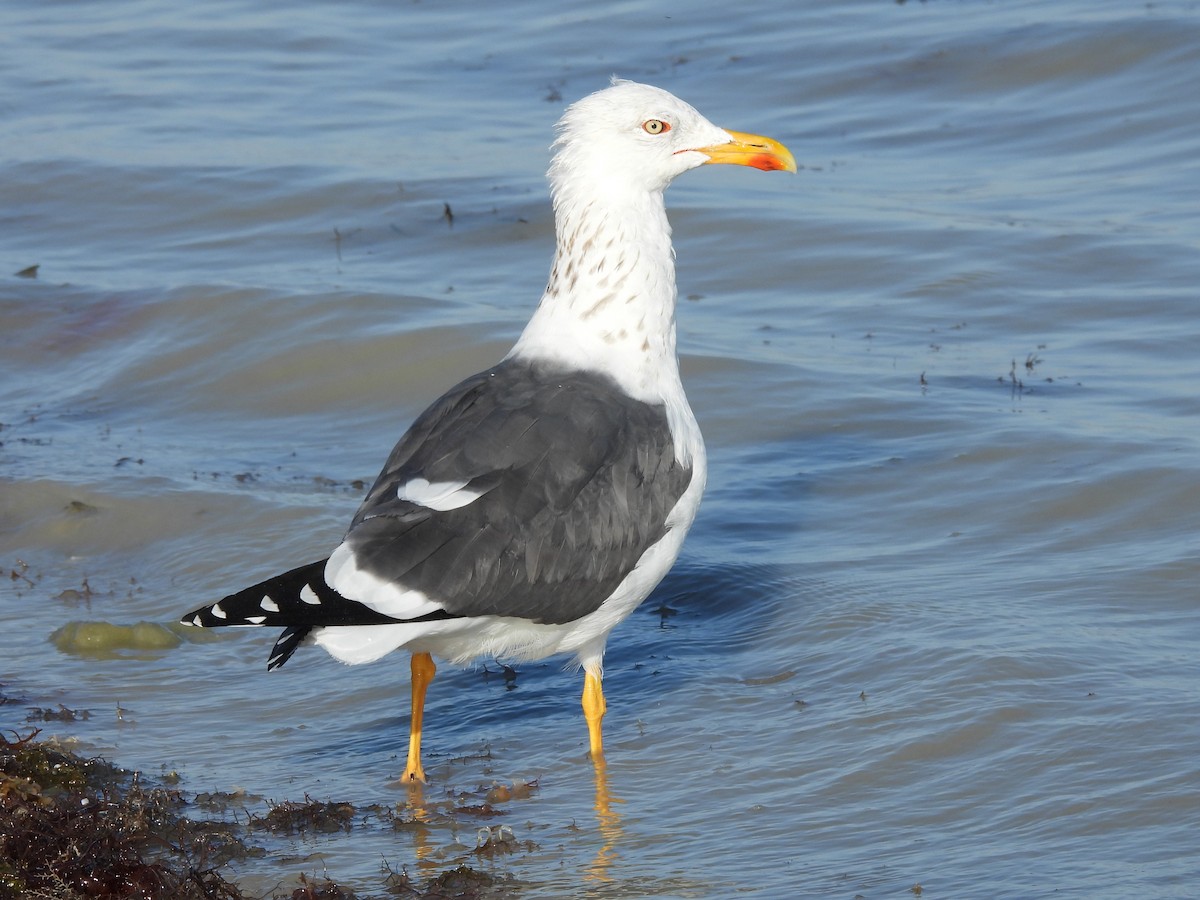 Бэсрэг цахлай - ML615832816