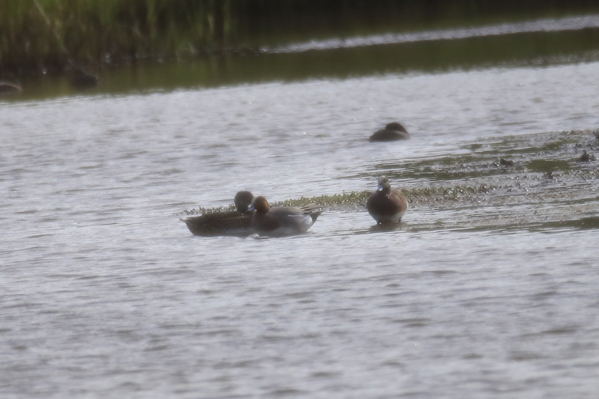 Eurasian Wigeon - Mario Farr