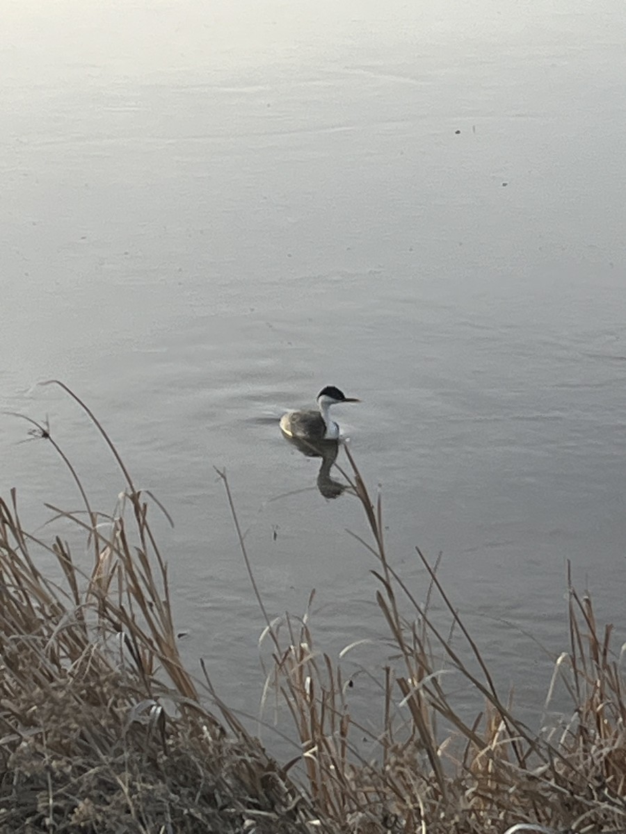 Western Grebe - ML615832854