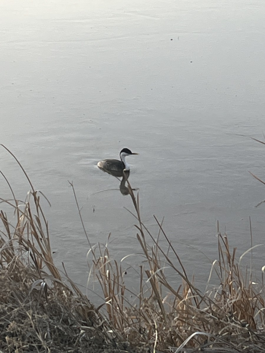 Western Grebe - ML615832856