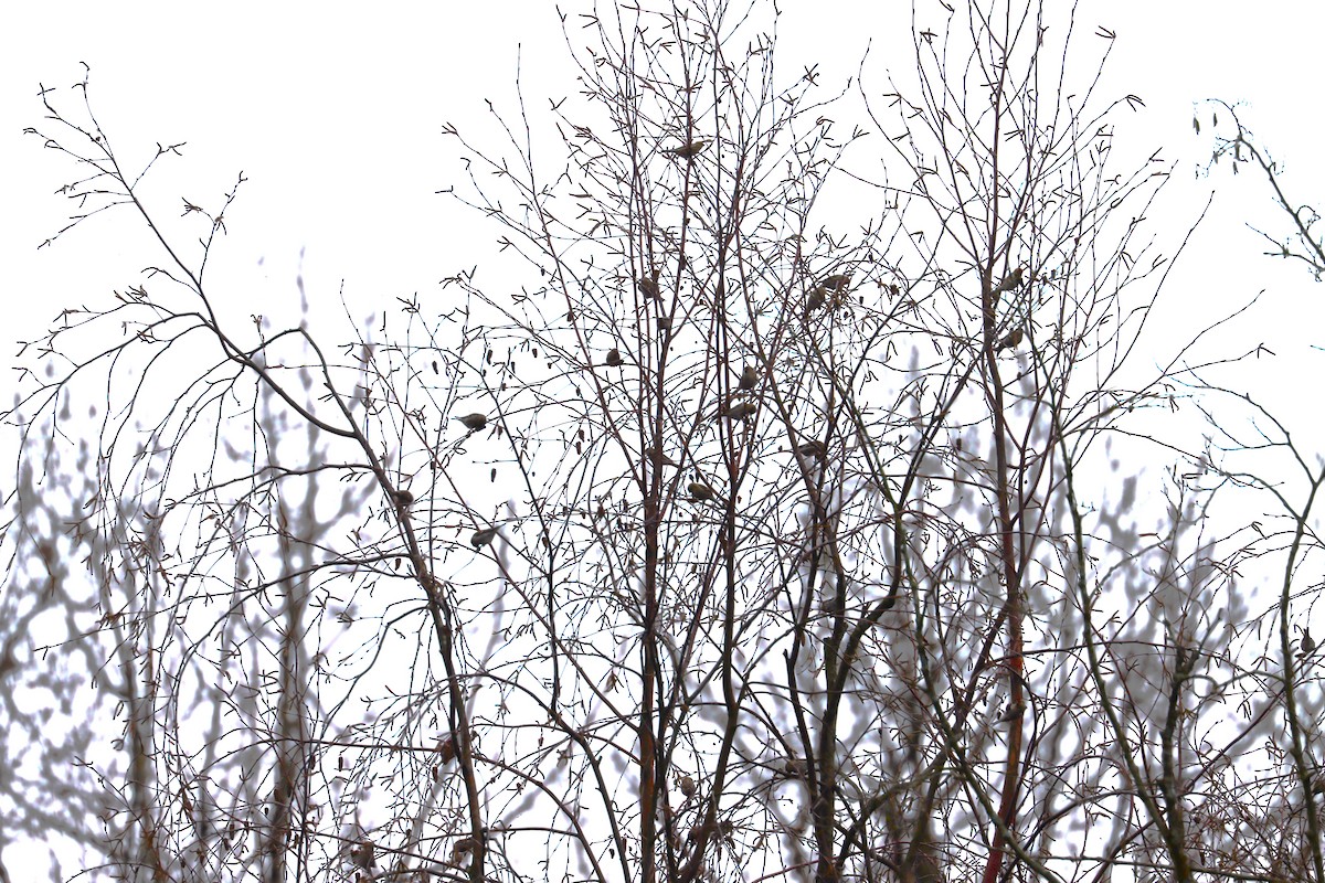 Common Redpoll - Mike Farnworth