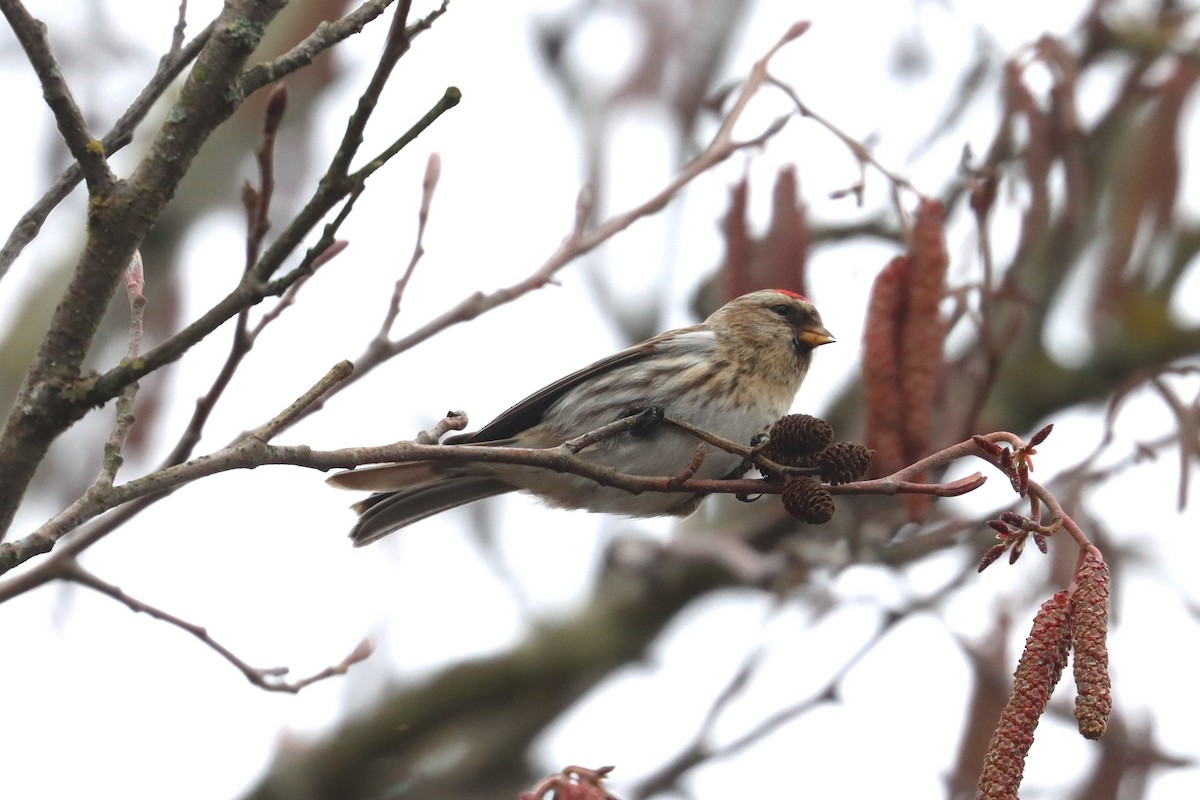 Common Redpoll - Mike Farnworth