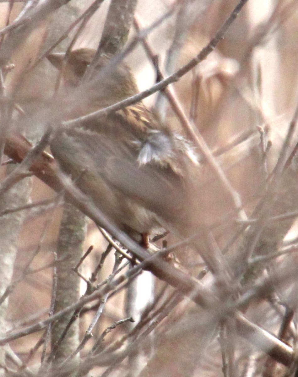 House Sparrow - ML615832917