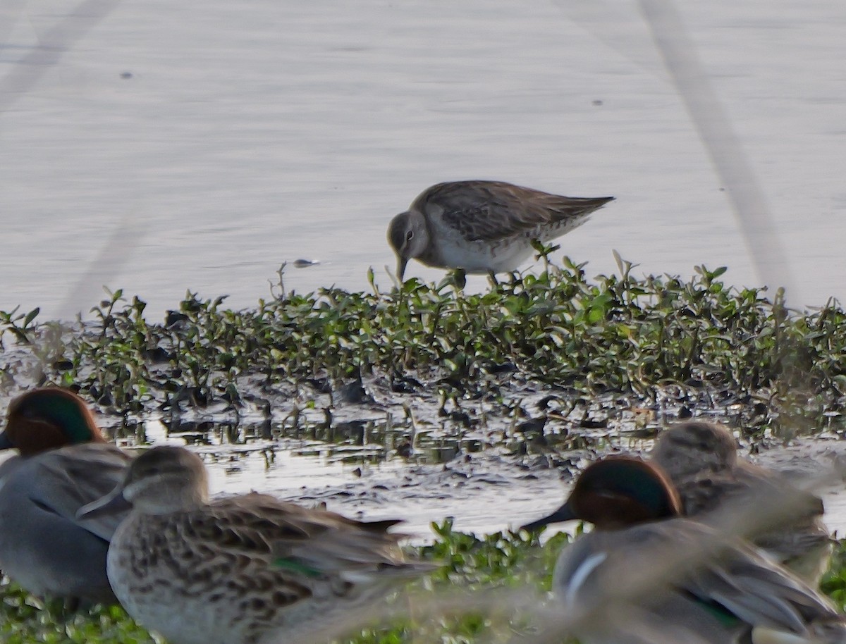Long-billed Dowitcher - ML615832920