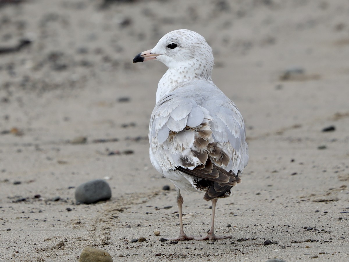 Ring-billed Gull - ML615832941