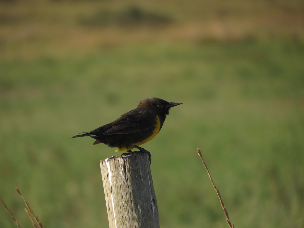 Brown-and-yellow Marshbird - ML615832984