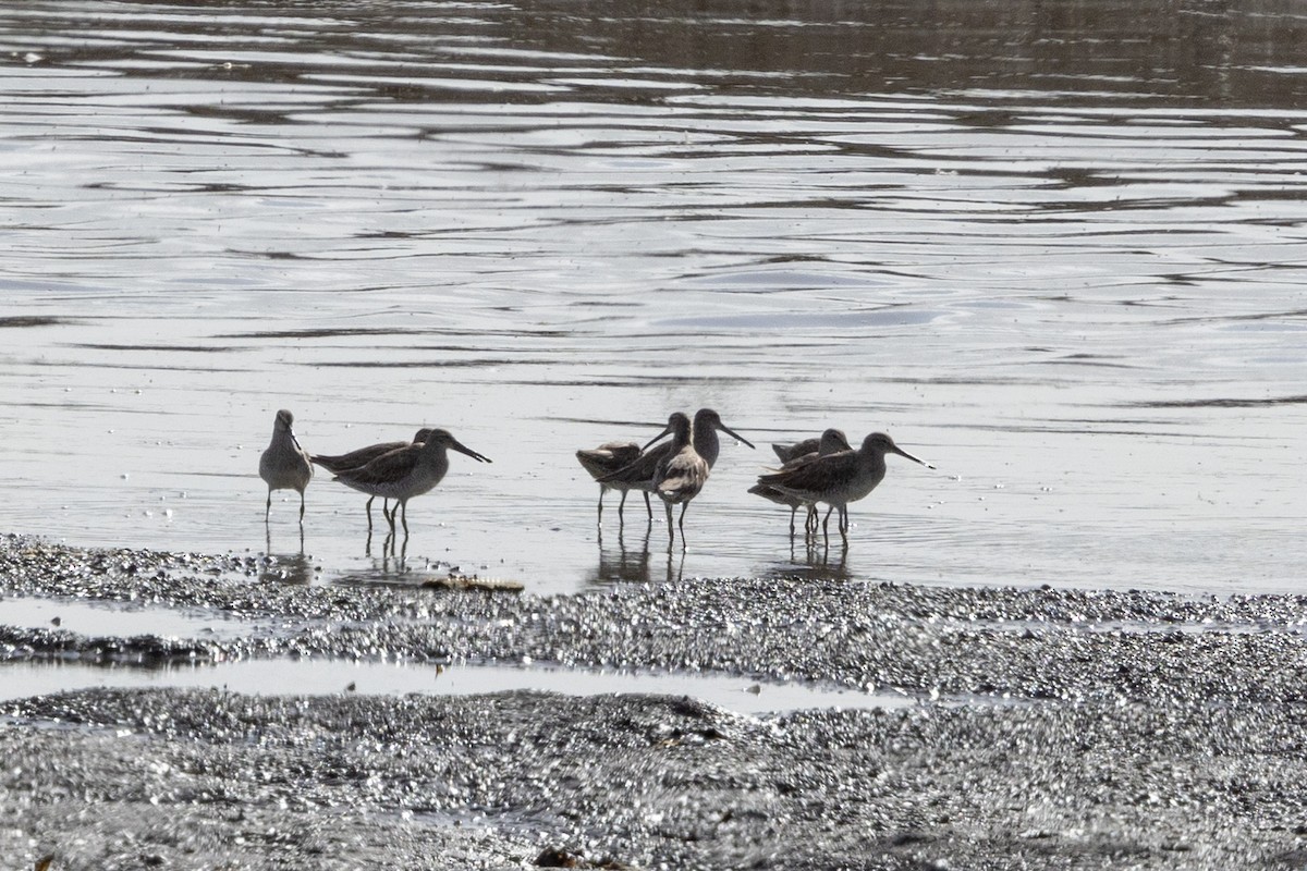 Short-billed Dowitcher - ML615833050