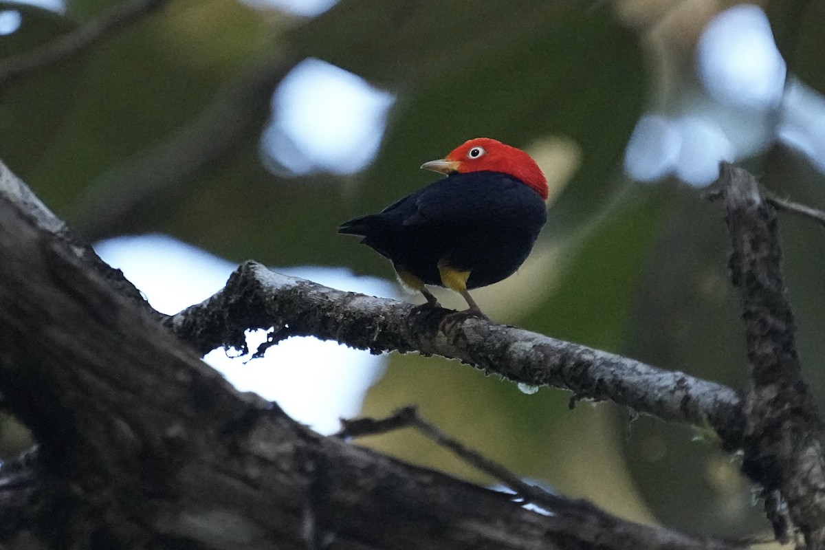 Red-capped Manakin - ML615833052
