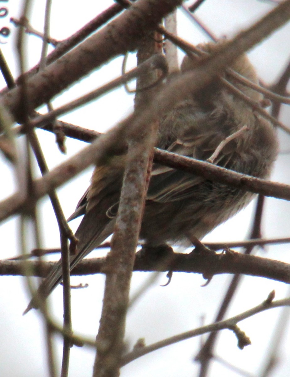 House Sparrow - ML615833170