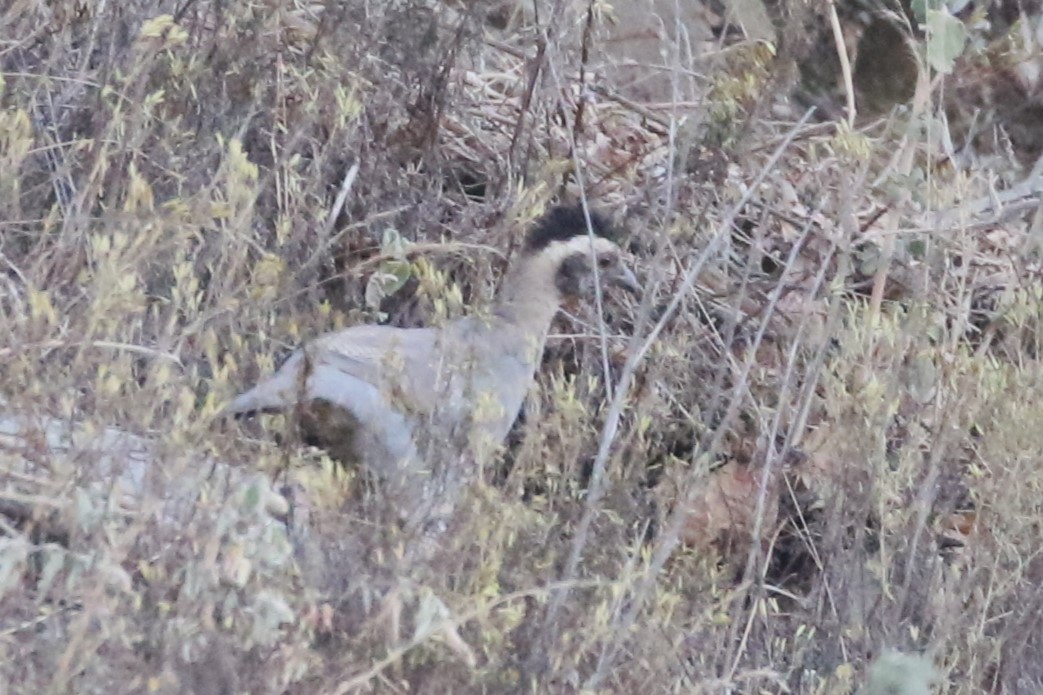 Arabian Partridge - ML615833190