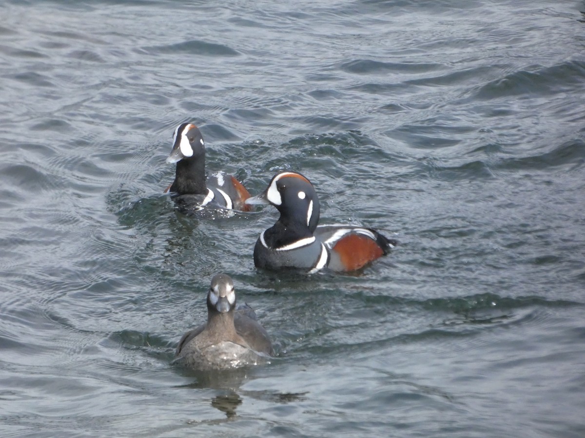 Pato Arlequín - ML615833233