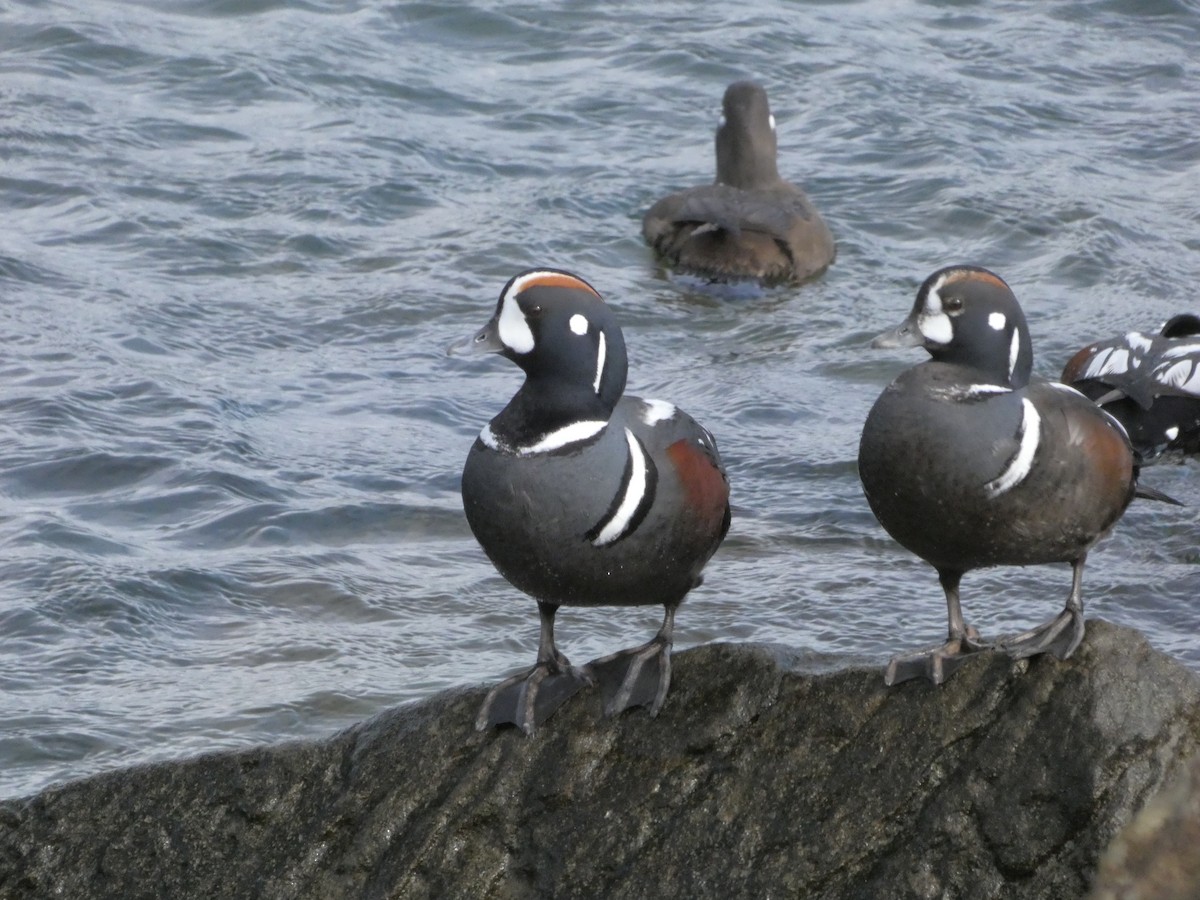 Harlequin Duck - ML615833234