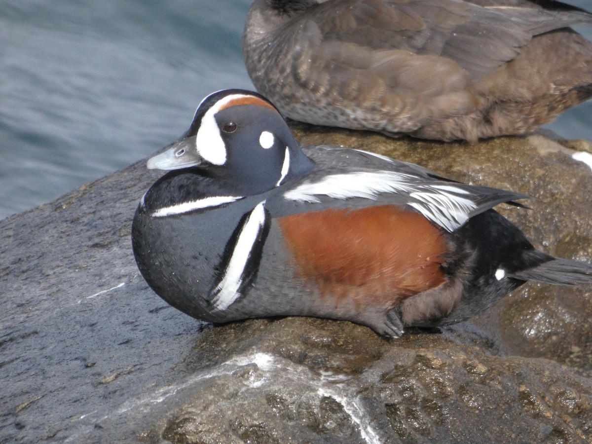 Harlequin Duck - ML615833238