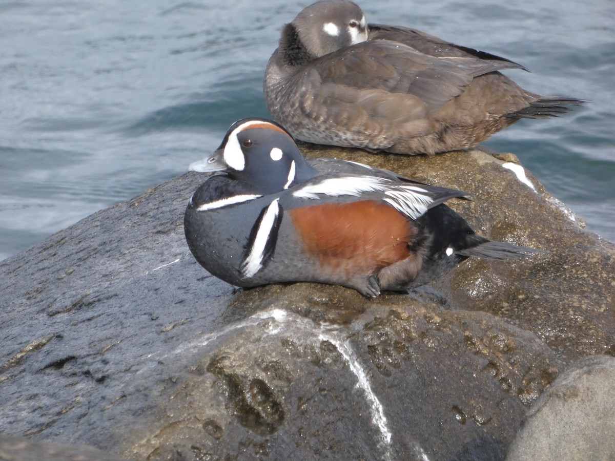 Harlequin Duck - ML615833240