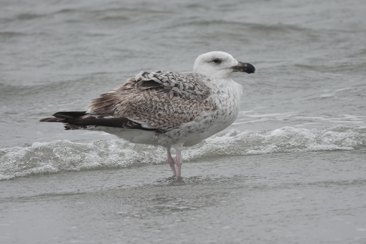 Great Black-backed Gull - ML615833242