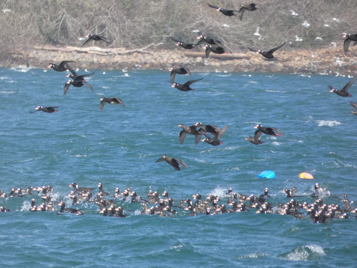 Surf Scoter - ML615833267