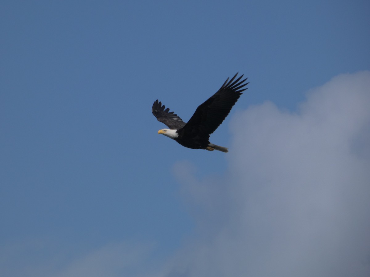 Bald Eagle - ML615833310