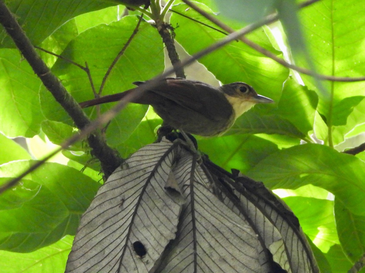 Chiriqui Foliage-gleaner - ML615833311