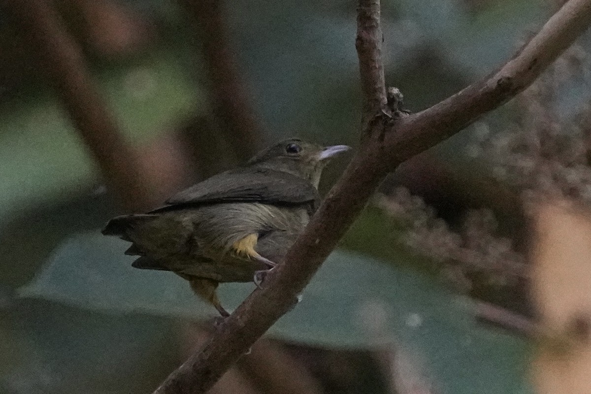 Red-capped Manakin - ML615833316