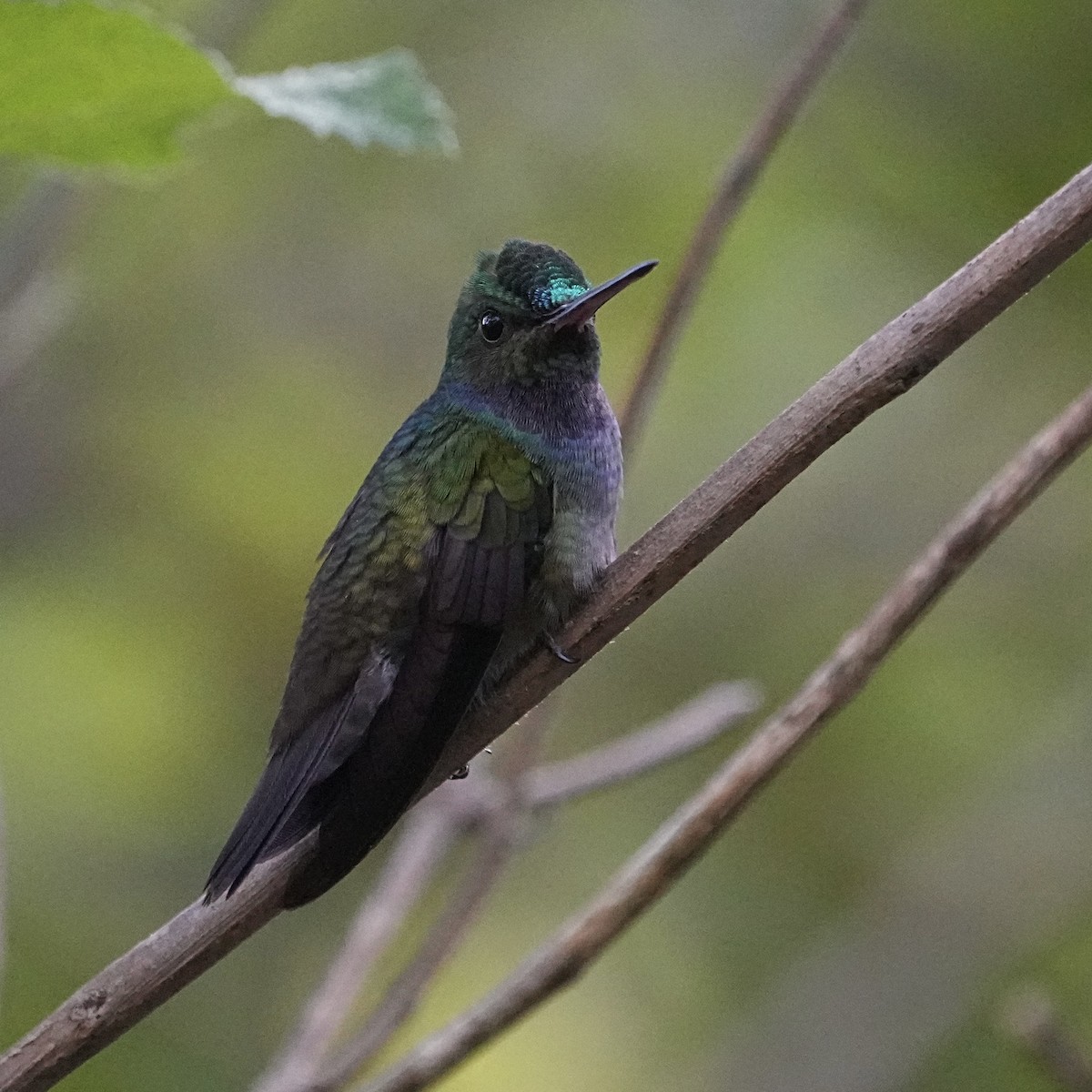 Charming Hummingbird - ML615833328