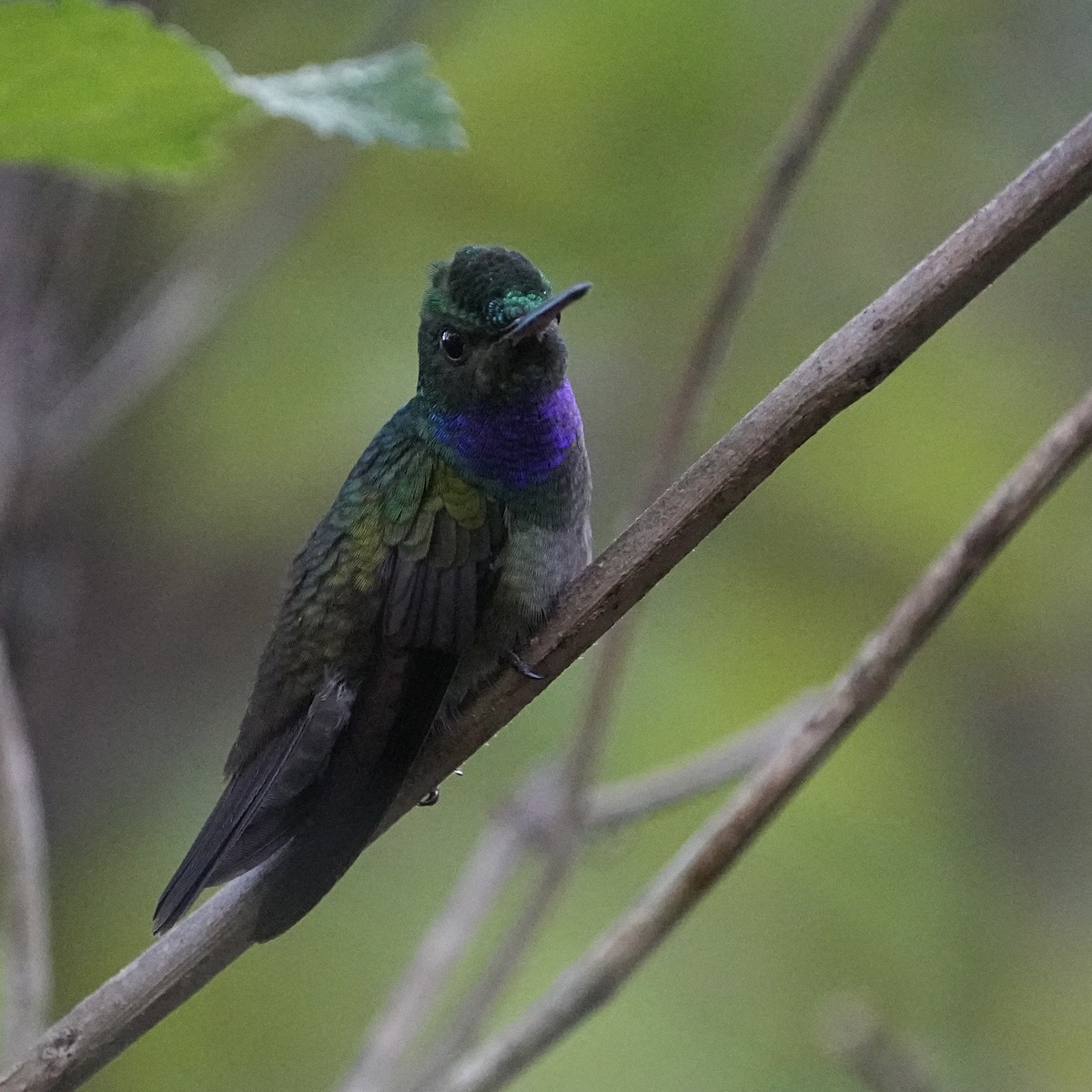 Charming Hummingbird - ML615833333