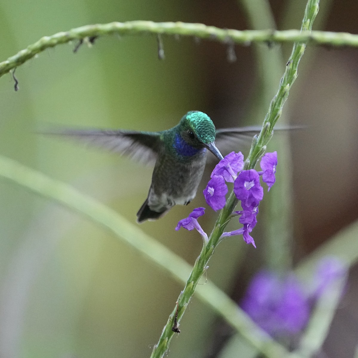 Charming Hummingbird - ML615833342
