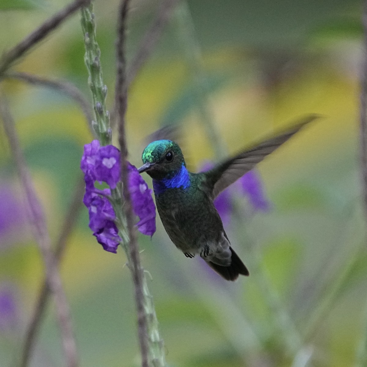 Charming Hummingbird - ML615833347
